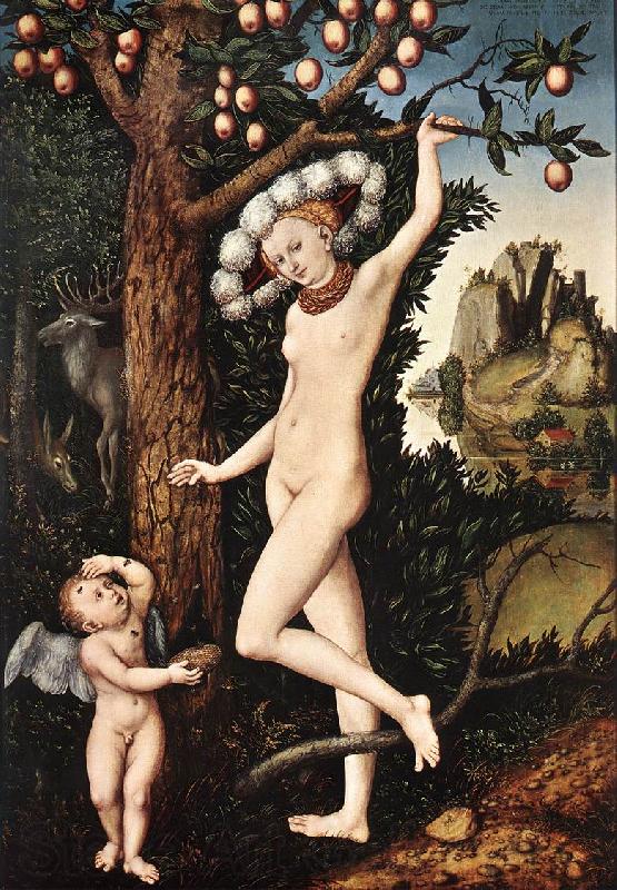 CRANACH, Lucas the Elder Cupid Complaining to Venus df Spain oil painting art